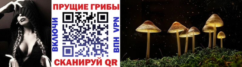Псилоцибиновые грибы Psilocybine cubensis  Кропоткин 